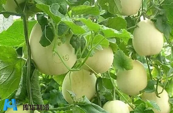 臺州建造10噸香瓜保鮮冷庫價(jià)格